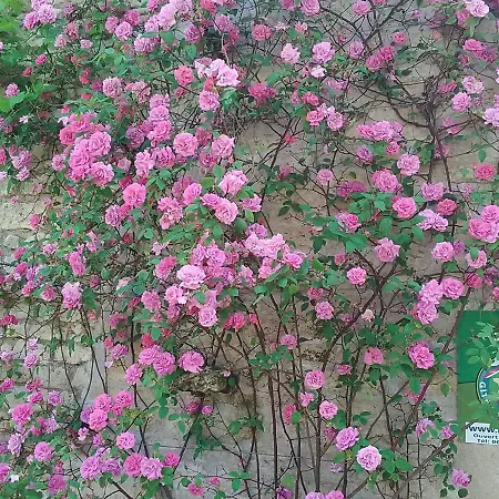 Authentique Avec Piscine, Proche Nature Et Activites, Renove Et Confortable, Jusqu'a 6 Pers. - Fr-1-426-96 Fontenay-le-Comte